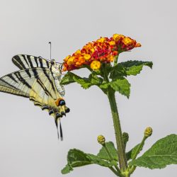 Scarce Swallowtail (Iphiclides podalirius)