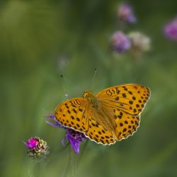 Silver-washed Fritillary (Argynnis paphia)