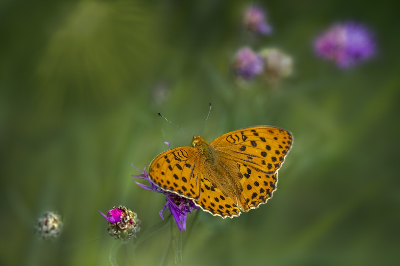 Silver-washed Fritillary (Argynnis paphia)