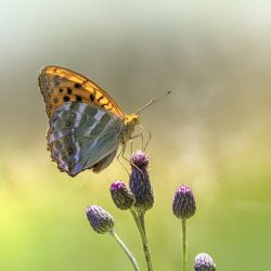 Silver-washed Fritillary (Argynnis paphia)