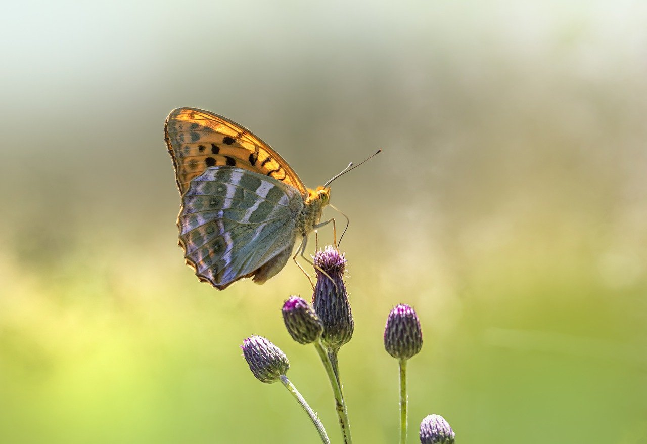 Silver-washed Fritillary (Argynnis paphia)