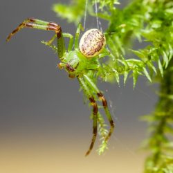 https://pixabay.com/photos/spider-arachnid-green-crab-spider-6545349/