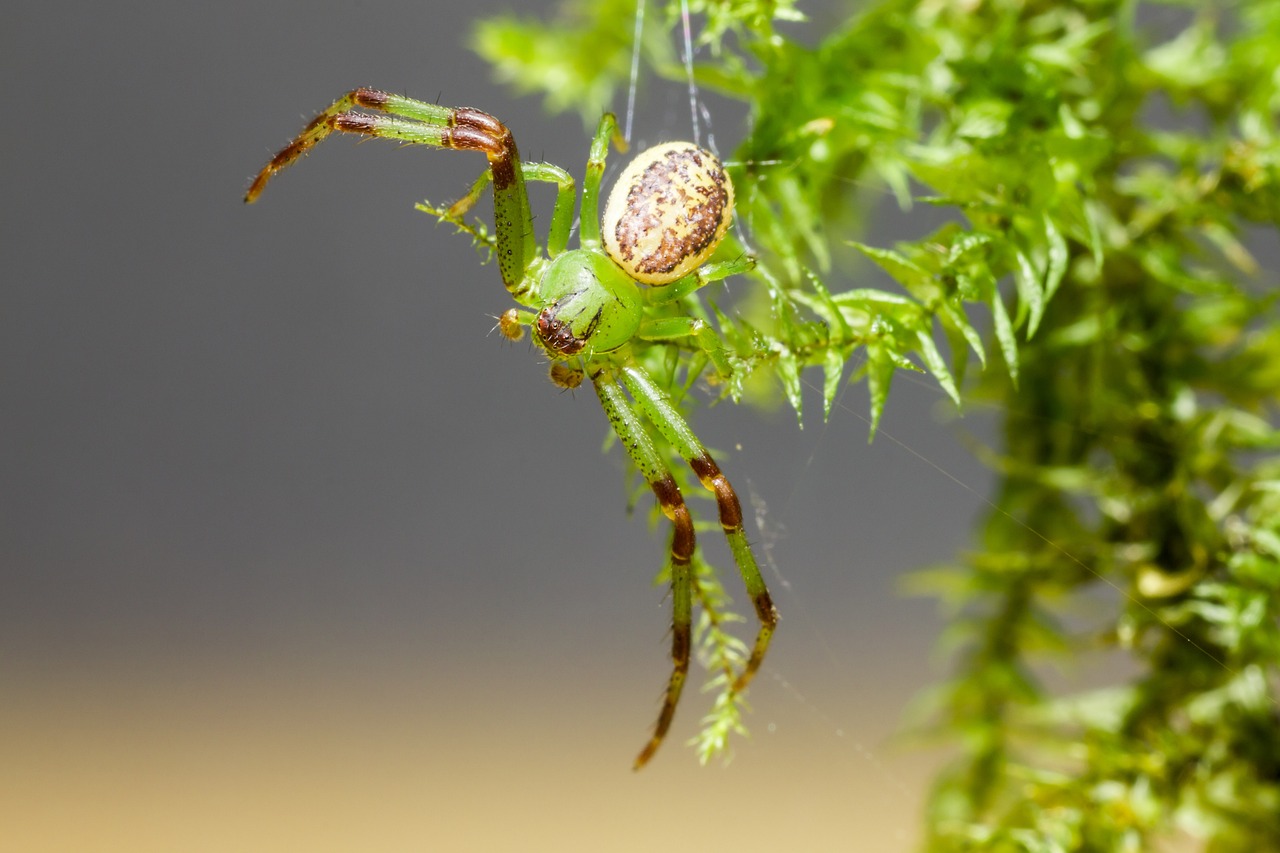 https://pixabay.com/photos/spider-arachnid-green-crab-spider-6545349/