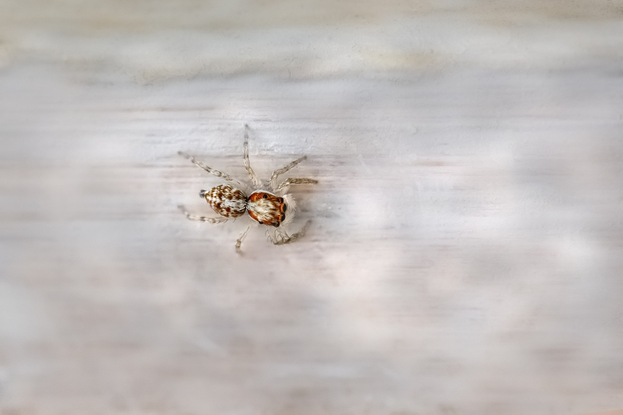 Jumping spider