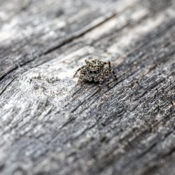 Jumping spider