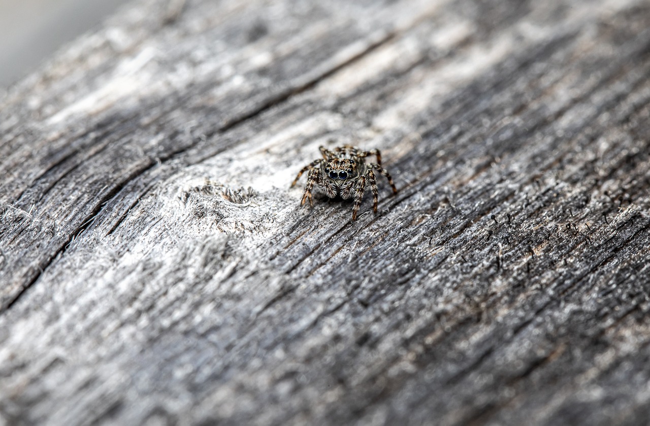 Jumping spider