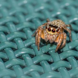 Jumping spider