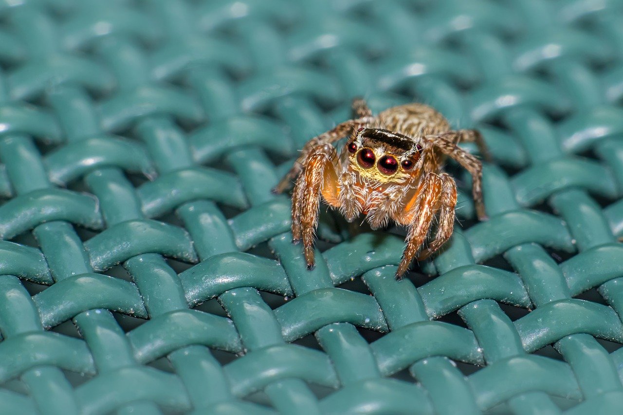 Jumping spider