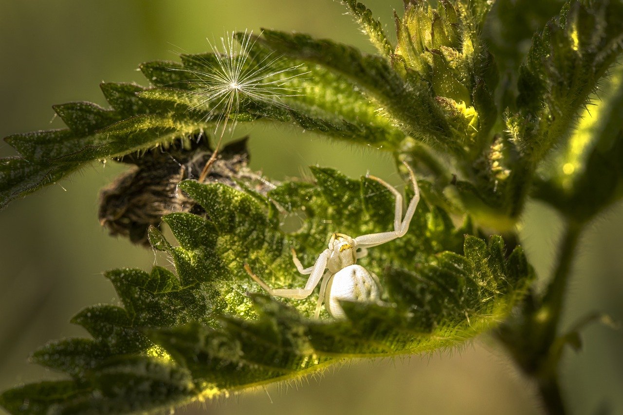 Goldenrod Crab Spider (Misumena vatia)