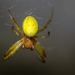 Cucumber green spider (Araniella cucurbitina)