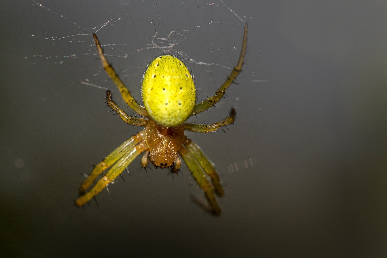 Cucumber green spider (Araniella cucurbitina)