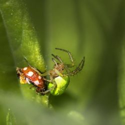 Cucumber green spider (Araniella cucurbitina)