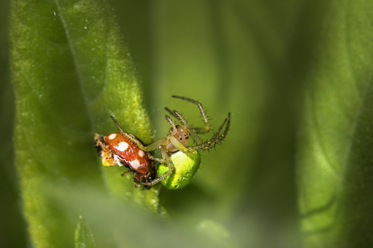 Cucumber green spider (Araniella cucurbitina)