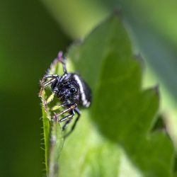 Jumping spider