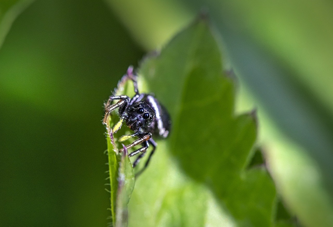 Jumping spider