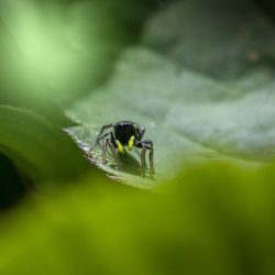 Jumping spider