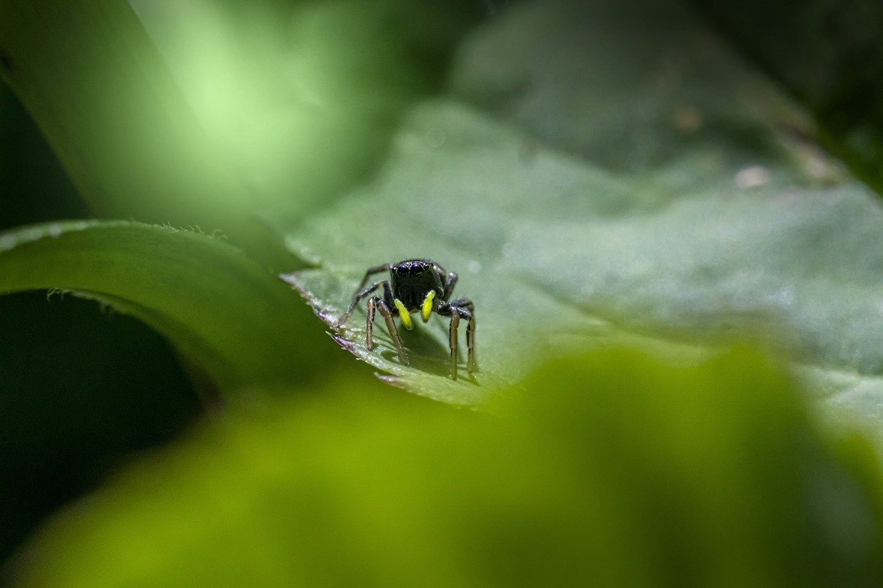 Jumping spider