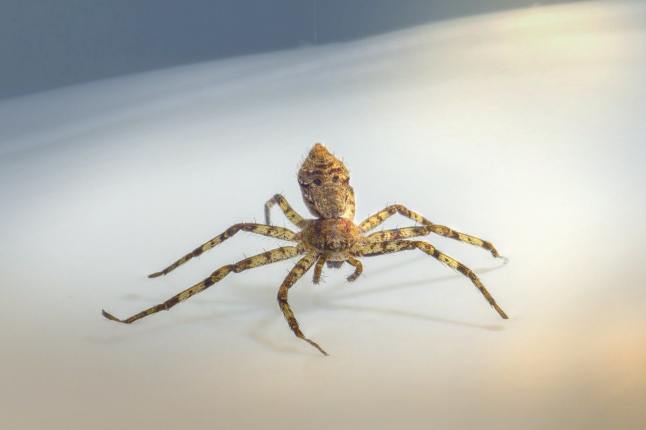 Lichen running spider (Philodromus margaritatus)