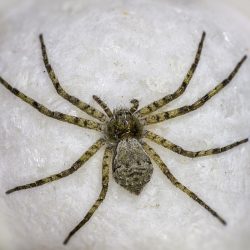 Lichen running spider (Philodromus margaritatus)