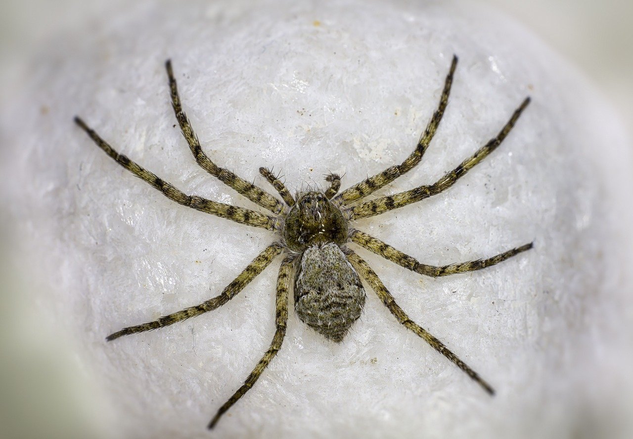 Lichen running spider (Philodromus margaritatus)