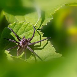 Raft spider (Dolomedes fimbriatus)