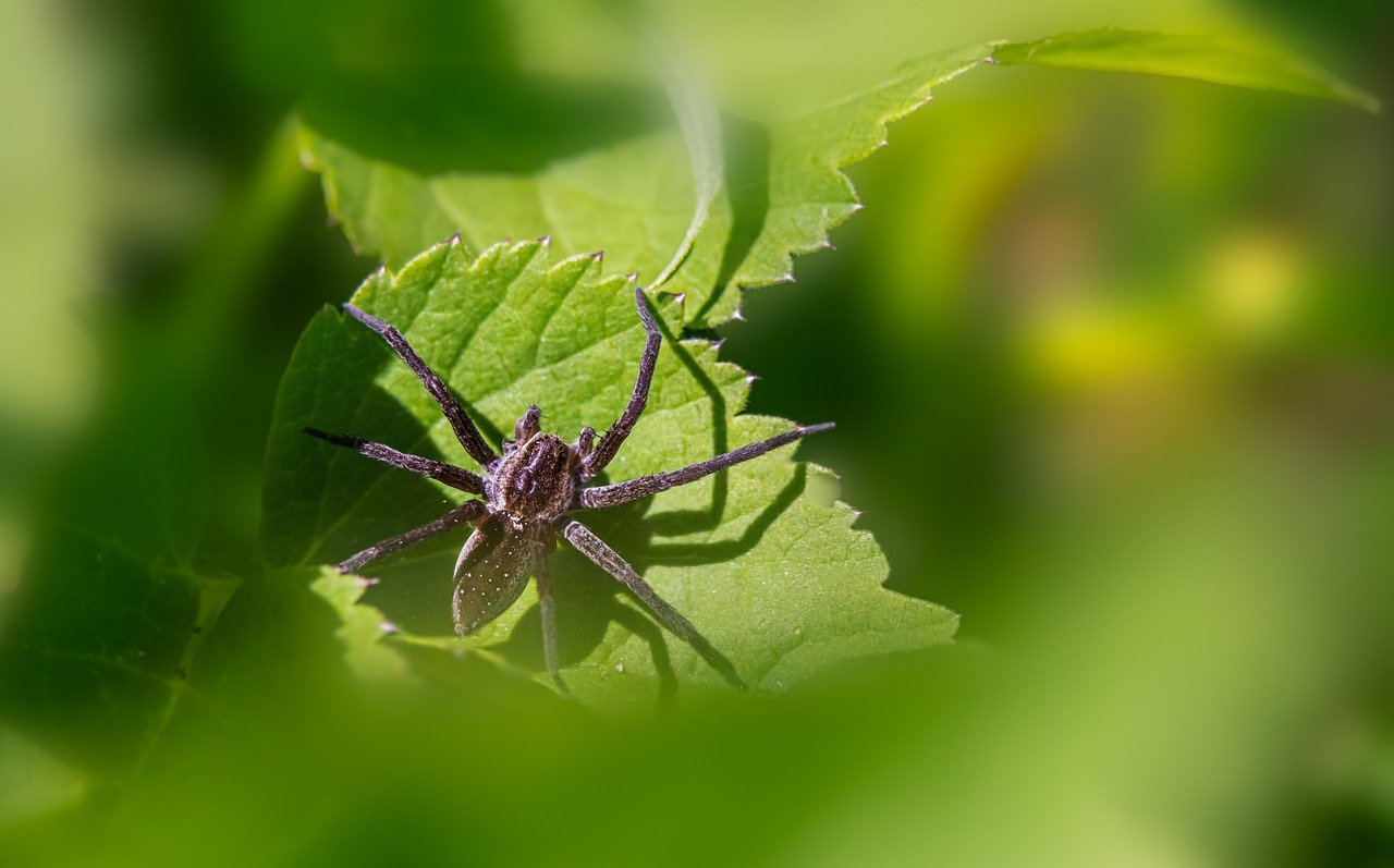 Raft spider (Dolomedes fimbriatus)