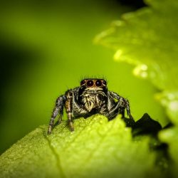 Jumping spider