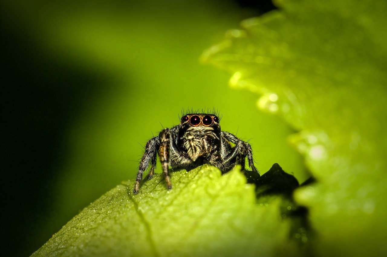 Jumping spider