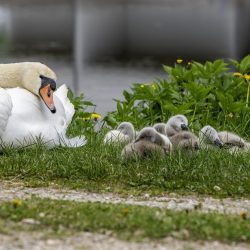 Mute Swan (Cygnus olor)