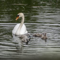 Mute Swan (Cygnus olor)