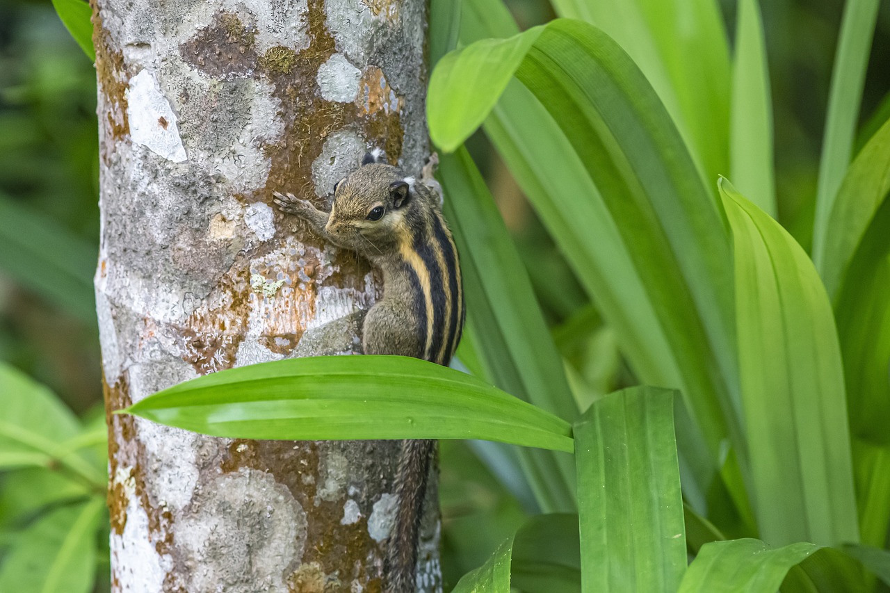 Himalayan striped squirrel (Tamiops mcclellandii)