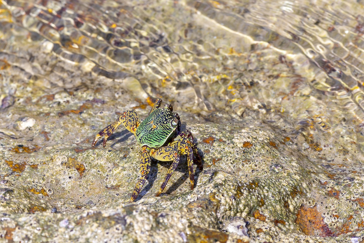 Green rock crab (Grapsus fourmanoiri)