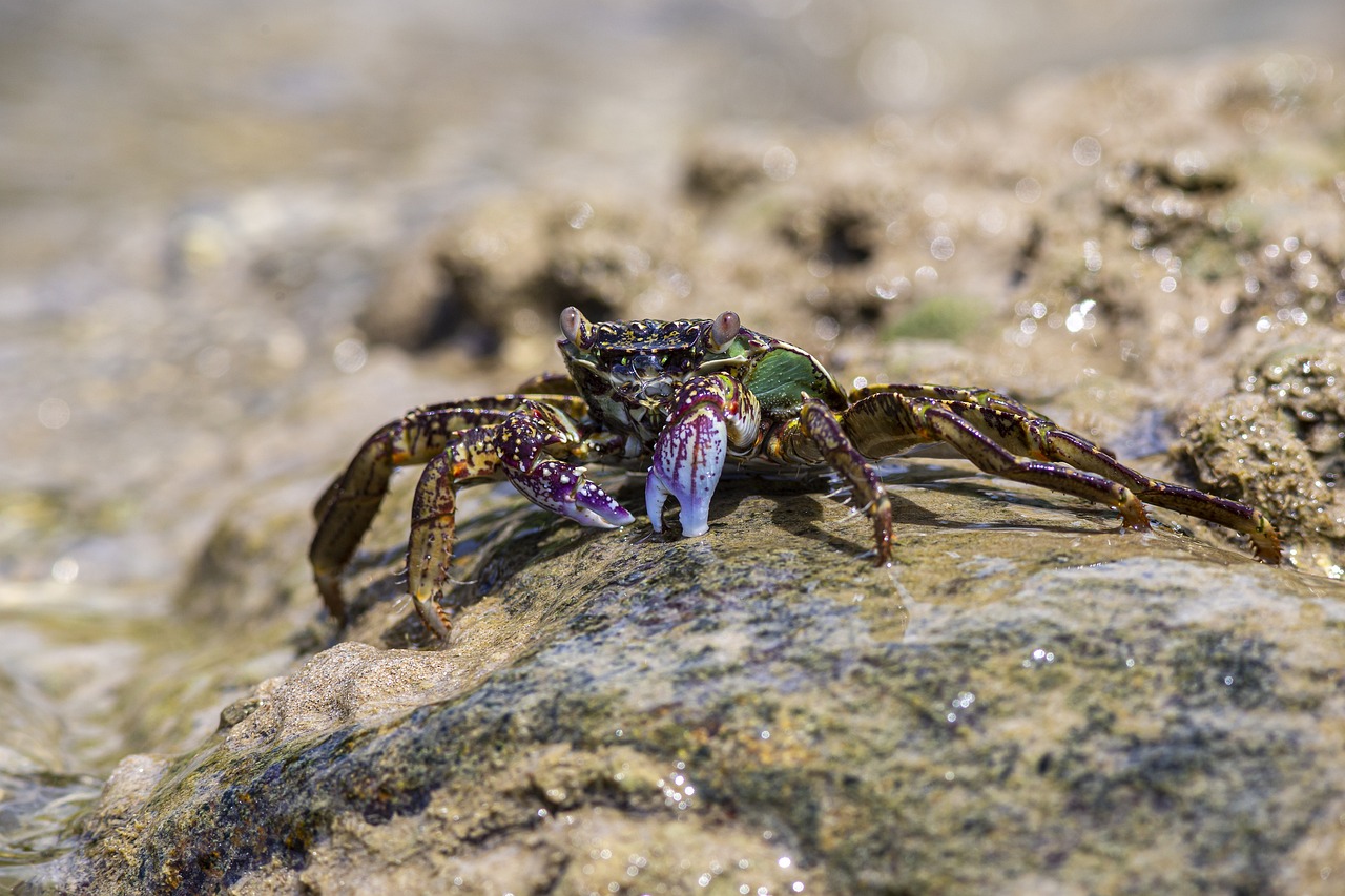 Green rock crab (Grapsus fourmanoiri)