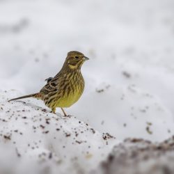 Yellowhammer (Emberiza citrinella)