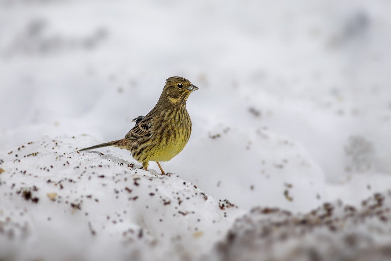 Yellowhammer (Emberiza citrinella)