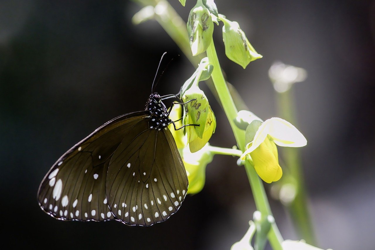 Common crow (Euploea core)