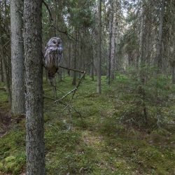 Ural owl (Strix uralensis)