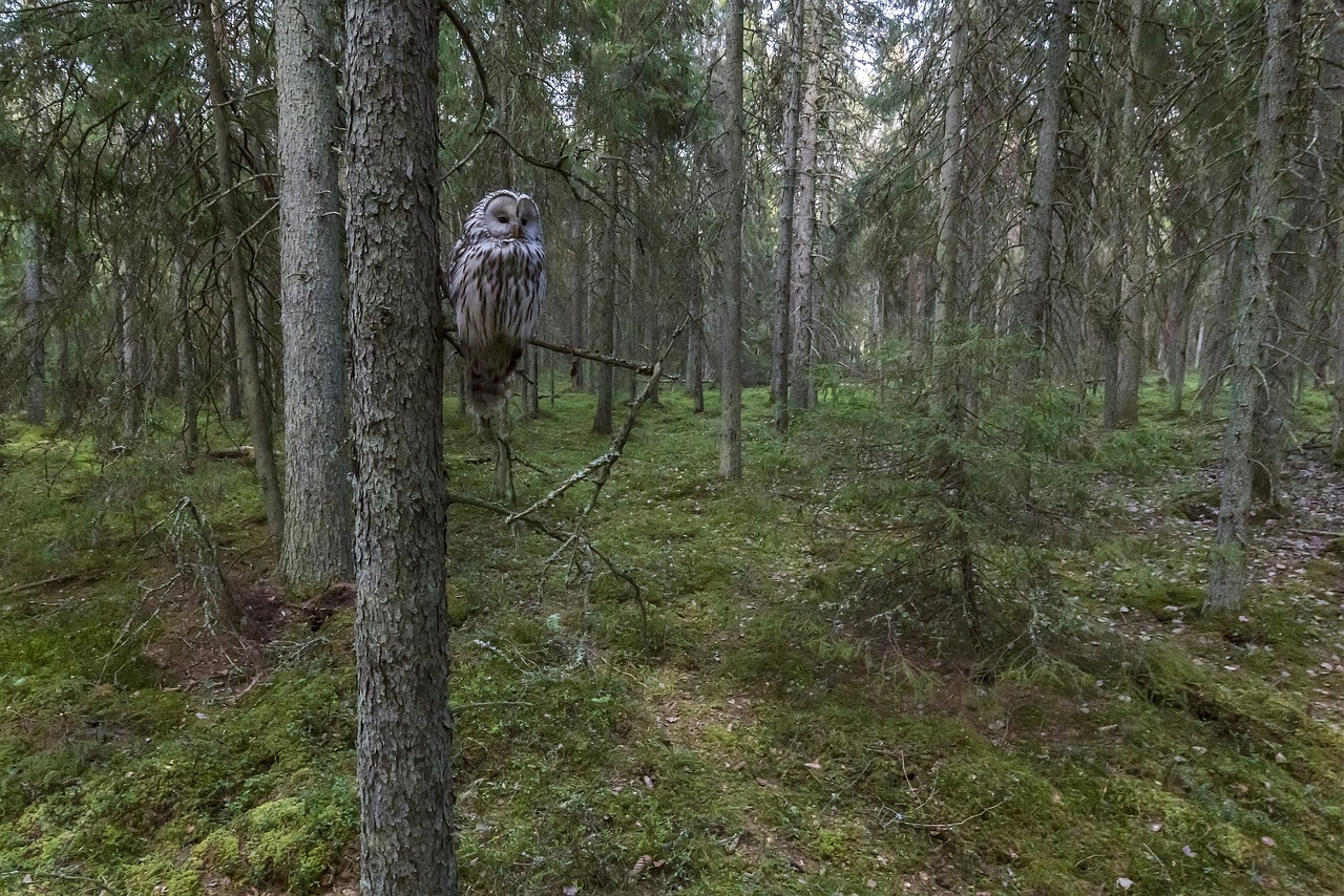 Ural owl (Strix uralensis)