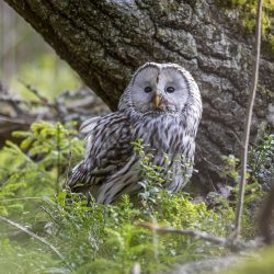 Ural owl (Strix uralensis)