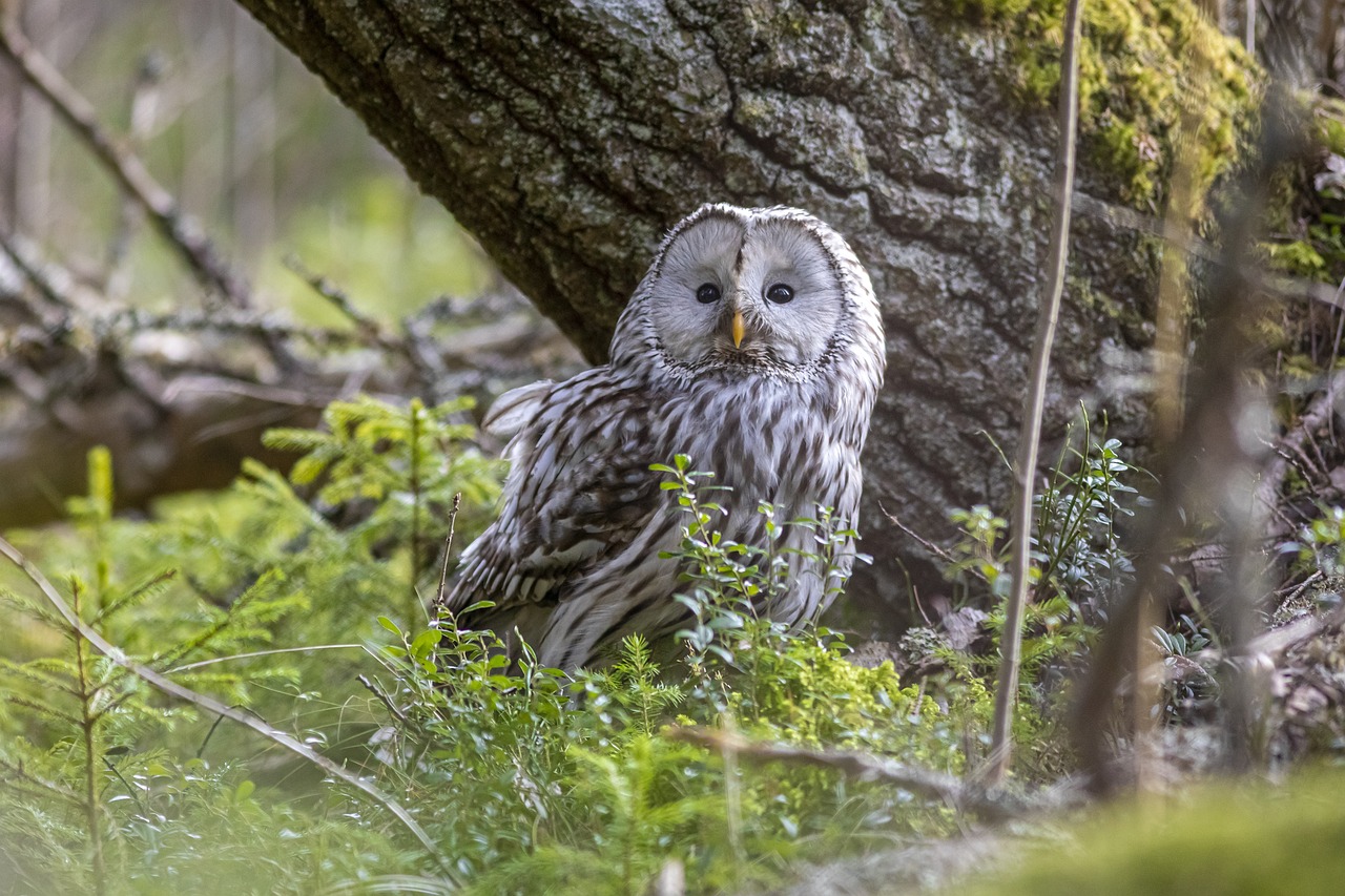 Ural owl (Strix uralensis)