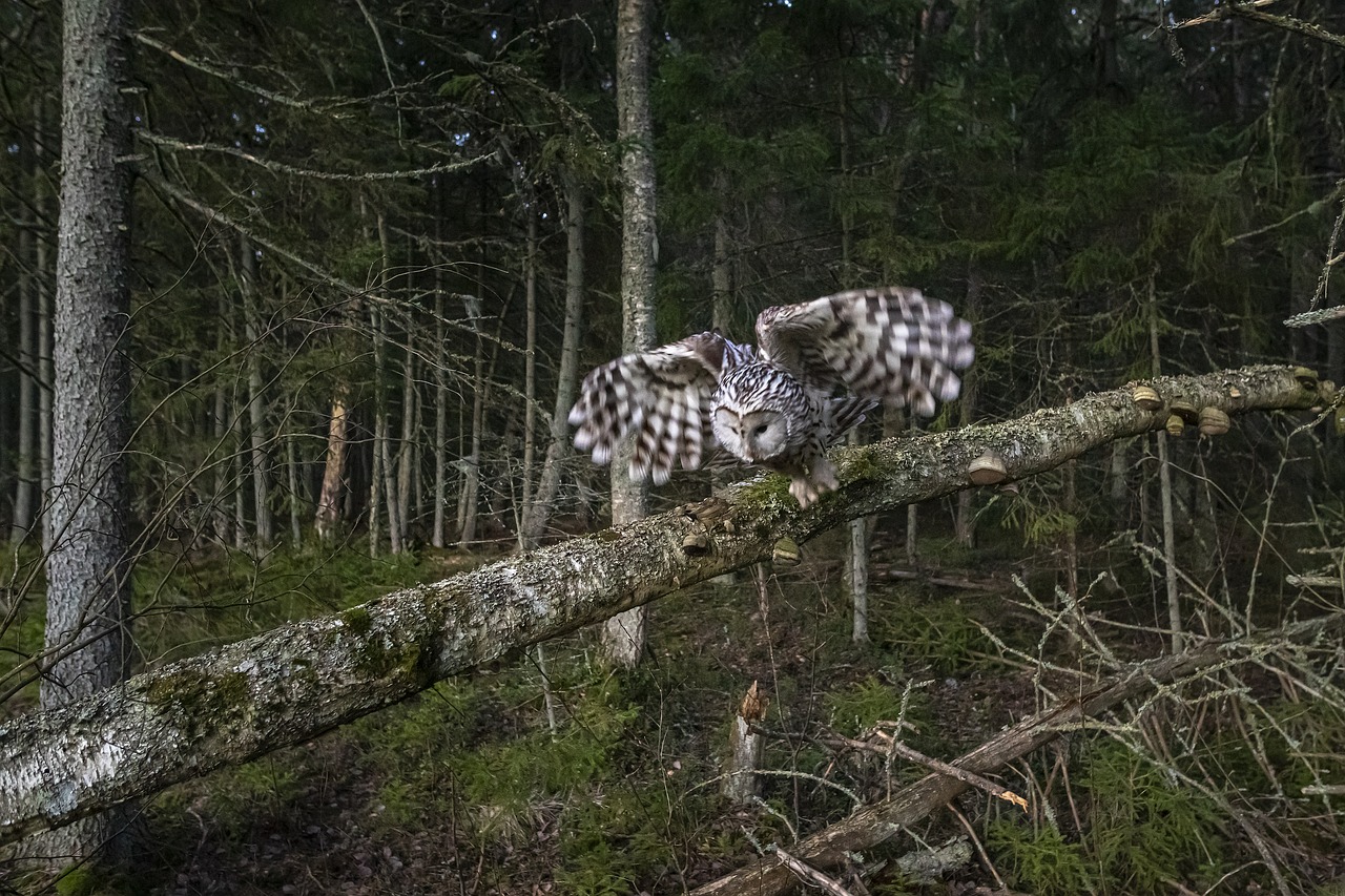 Ural owl (Strix uralensis)