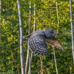 Ural owl (Strix uralensis)