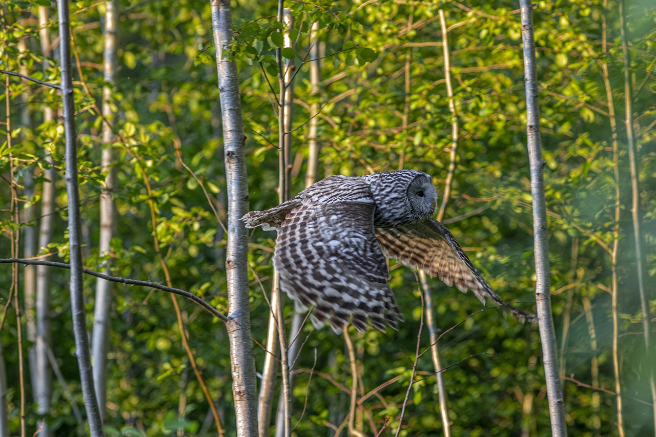 Ural owl (Strix uralensis)