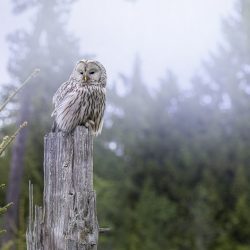 Ural owl (Strix uralensis)