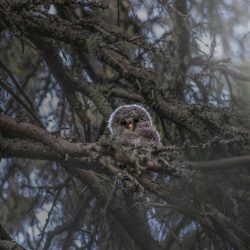 Ural owl (Strix uralensis)