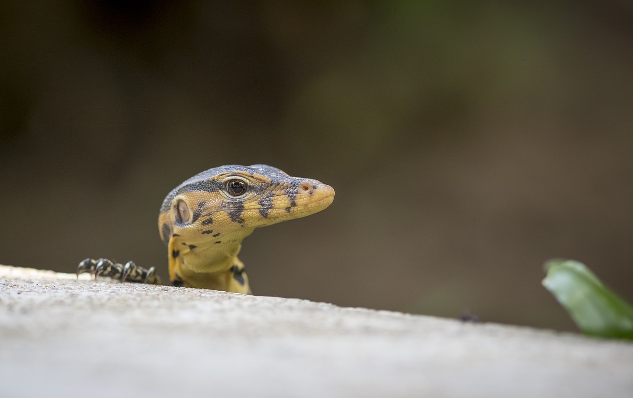 Asian Water Monitor (Varanus salvator)