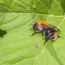 Common carder bee (Bombus pascuorum)