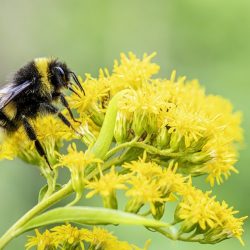 Common carder bee (Bombus pascuorum)
