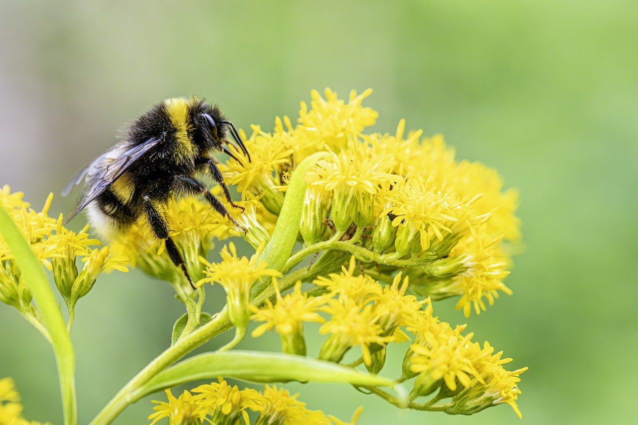 Common carder bee (Bombus pascuorum)