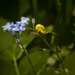 Goldenrod Crab Spider (Misumena vatia)